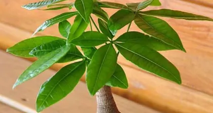 Master the cultivation, care, and mysterious stories of the money tree.1