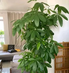 Master the cultivation, care, and mysterious stories of the money tree.2