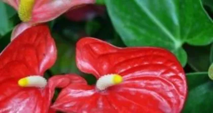 The Sun and Shade Requirements and Cultivation Techniques of Pomegranate Flowers (Analyzing the Growth Environment and Care Methods of Pomegranate Flowers to Help You Master Them Easily)