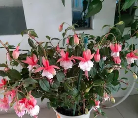 The Sun and Shade Requirements and Cultivation Techniques of Pomegranate Flowers (Analyzing the Growth Environment and Care Methods of Pomegranate Flowers to Help You Master Them Easily)1