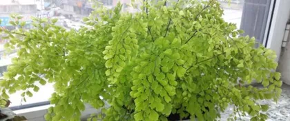 The Cultivation and Soil Preparation Techniques for Nephrolepis (Creating Suitable Soil for Nephrolepis Growth, Easily Maintain Healthy Plants)2