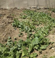 Harvesting time for carrots (Carrot planting and care)