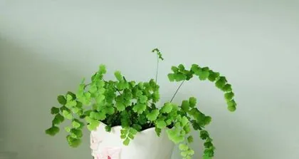 Cultivation and Precautions for Nephrolepis exaltata (Creating a Green Home, Caring for Beautiful Nephrolepis)0