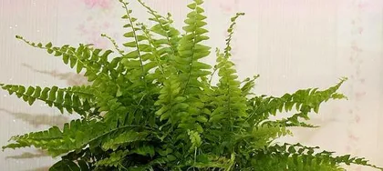 Cultivation and Precautions for Nephrolepis exaltata (Creating a Green Home, Caring for Beautiful Nephrolepis)1