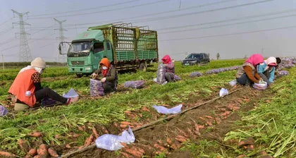 Harvesting time for carrots (Carrot planting and care)2