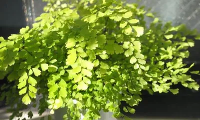 Cultivation and Precautions for Nephrolepis exaltata (Creating a Green Home, Caring for Beautiful Nephrolepis)2