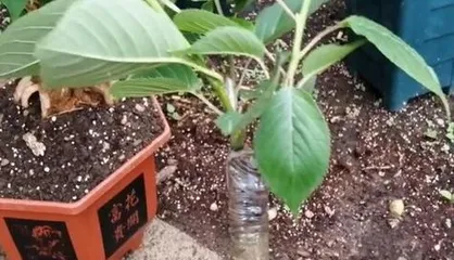 How to Care for Potted Cherry Trees (Potting, Maintenance, and Precautions)0
