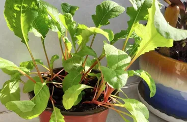 How to Care for Potted Cherry Trees (Potting, Maintenance, and Precautions)1