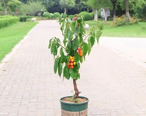 How to Care for Potted Cherry Trees (Potting, Maintenance, and Precautions)2