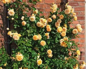 The delightful and eye-catching official carriage rose (Discussing the types, characteristics, and care methods of the official carriage rose)
