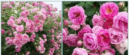 The delightful and eye-catching official carriage rose (Discussing the types, characteristics, and care methods of the official carriage rose)1
