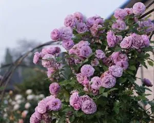 The delightful and eye-catching official carriage rose (Discussing the types, characteristics, and care methods of the official carriage rose)2