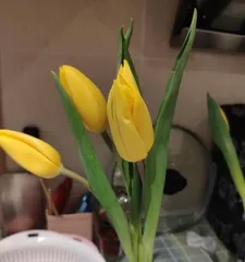 Is it safe to grow tulips indoors? (Analyzing the toxicity of tulips and suitable growing conditions)
