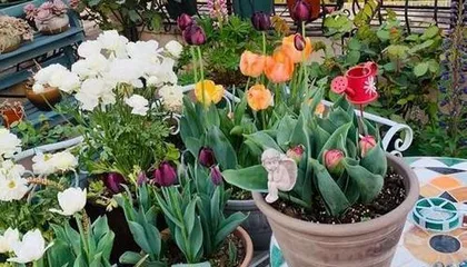 Is it safe to grow tulips indoors? (Analyzing the toxicity of tulips and suitable growing conditions)1
