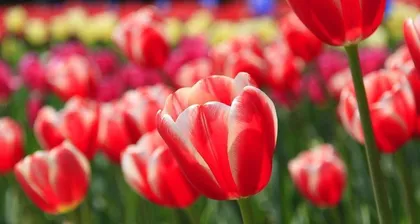 Is it safe to grow tulips indoors? (Analyzing the toxicity of tulips and suitable growing conditions)2
