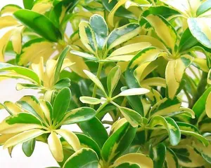 Duckfoot tree blossoms: A detailed guide to the flowering period! (Understanding the timing, morphology, and influencing factors of duckfoot tree flowering in one article)