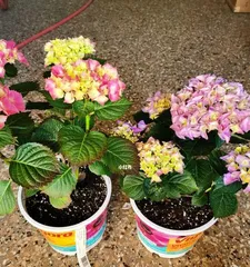 Exploring the cold tolerance of hydrangeas (winter care tips and protection methods)