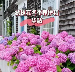 Exploring the cold tolerance of hydrangeas (winter care tips and protection methods)1