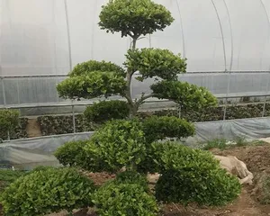 Characteristics and Care Tips of Buxus Microphylla (Comprehensive Interpretation of the Growth Journey of Buxus Microphylla from Growth Environment to Care Key Points)0
