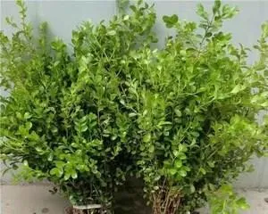 Characteristics and Care Tips of Buxus Microphylla (Comprehensive Interpretation of the Growth Journey of Buxus Microphylla from Growth Environment to Care Key Points)1