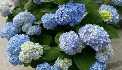 Exploring the cold tolerance of hydrangeas (winter care tips and protection methods)2