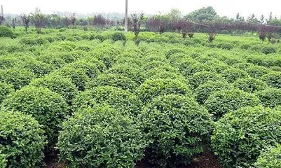 Characteristics and Care Tips of Buxus Microphylla (Comprehensive Interpretation of the Growth Journey of Buxus Microphylla from Growth Environment to Care Key Points)2