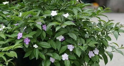 How to grow Osmanthus to bloom? (Osmanthus care secrets)0
