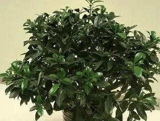 How to grow Osmanthus to bloom? (Osmanthus care secrets)1