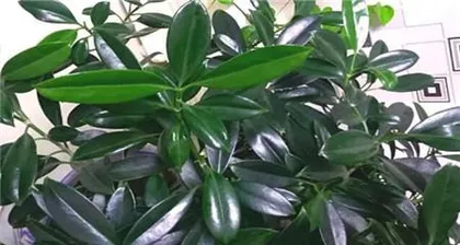 How to grow Osmanthus to bloom? (Osmanthus care secrets)2