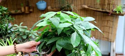 How to care for a money tree in winter? (Will the money tree freeze to death in winter? How should it be protected?)0