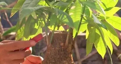 How to care for a money tree in winter? (Will the money tree freeze to death in winter? How should it be protected?)1