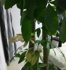 How to care for a money tree in winter? (Will the money tree freeze to death in winter? How should it be protected?)2