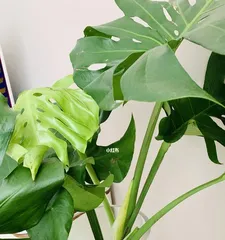 The Secret Guide to Hydroponic Monstera Care (From Selection to Maintenance, Teach You to Create the Most Beautiful Hydroponic Monstera Courtyard)0
