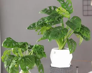 The Secret Guide to Hydroponic Monstera Care (From Selection to Maintenance, Teach You to Create the Most Beautiful Hydroponic Monstera Courtyard)1