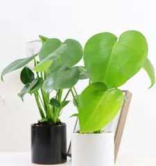 The Secret Guide to Hydroponic Monstera Care (From Selection to Maintenance, Teach You to Create the Most Beautiful Hydroponic Monstera Courtyard)2