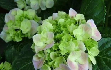 How to deal with the withered leaves and flower spikes of hydrangeas after blooming? (Pruning, fertilizing, and care techniques for hydrangeas after flowering)