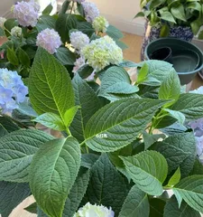 How to deal with the withered leaves and flower spikes of hydrangeas after blooming? (Pruning, fertilizing, and care techniques for hydrangeas after flowering)2
