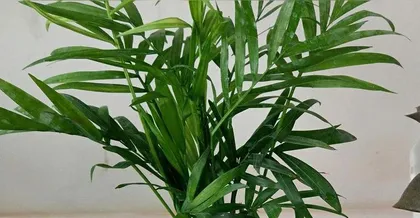 How to care for a mini coconut palm indoors?