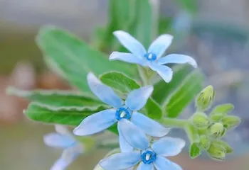 Sky-blue starflower – a perennial shrub plant (growth habits, characteristics, and cultivation techniques)