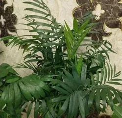 How to care for a mini coconut palm indoors?1