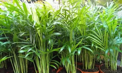 How to care for a mini coconut palm indoors?2