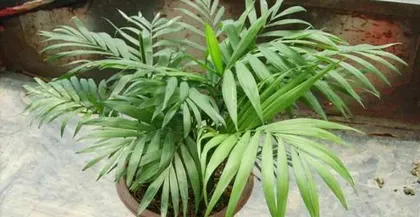 How to scientifically water and care for a palm tree (How often to water it?)