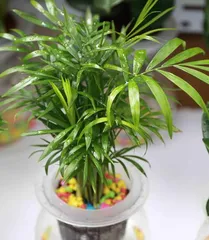 How to scientifically water and care for a palm tree (How often to water it?)1