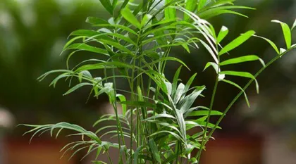 How to scientifically water and care for a palm tree (How often to water it?)2
