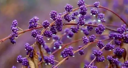 Suitable plant species for Yellow Soil (Reveal 16 plants suitable for Yellow Soil and their care tips)1