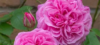 A Guide to Flower Plant Care for Hypertension Patients (Choosing Suitable Flower Plants to Aid Hypertension Recovery)0