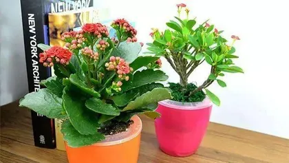 A Guide to Flower Plant Care for Hypertension Patients (Choosing Suitable Flower Plants to Aid Hypertension Recovery)1