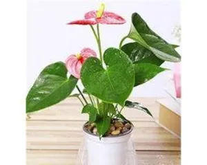 A Guide to Flower Plant Care for Hypertension Patients (Choosing Suitable Flower Plants to Aid Hypertension Recovery)2