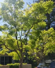 What kind of trees are suitable for planting by the water