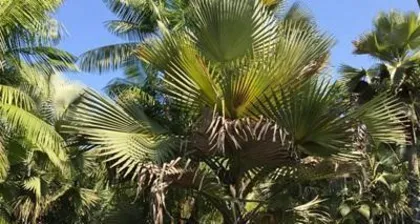 What kind of trees are suitable for planting by the water